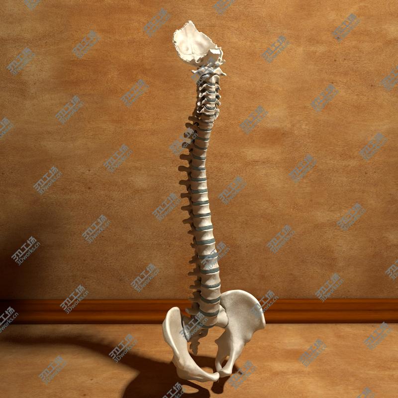 images/goods_img/2021040235/Ultimate Human Spine with Pelvis and Os Sacrum/1.jpg